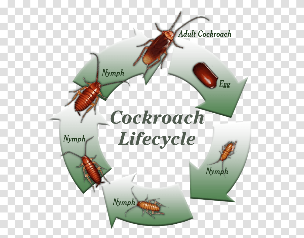 Cockroach Life Cycle Clipart, Animal, Fish, Sea Life, Shark Transparent Png