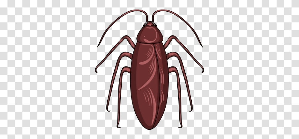 Cockroach Management Service, Insect, Invertebrate, Animal, Bow Transparent Png