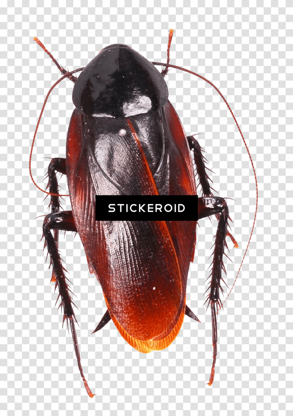Cockroach Moving Animation Image Roach, Insect, Invertebrate, Animal Transparent Png