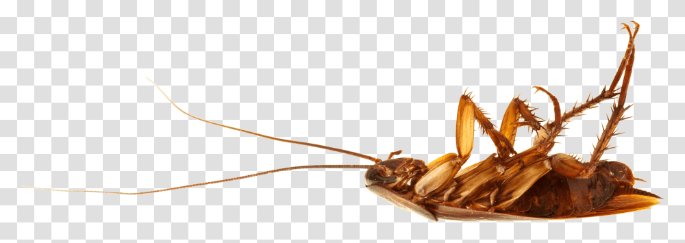Cockroach On Back Dead Cockroach, Insect, Invertebrate, Animal, Cricket Insect Transparent Png