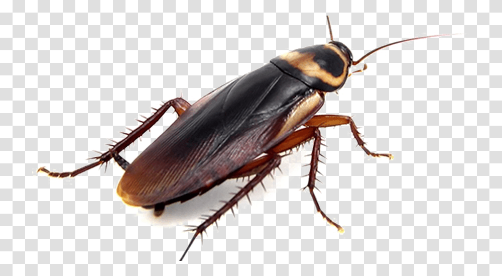 Cockroach Photo Does A Cockroach Look Like, Insect, Invertebrate, Animal, Construction Crane Transparent Png