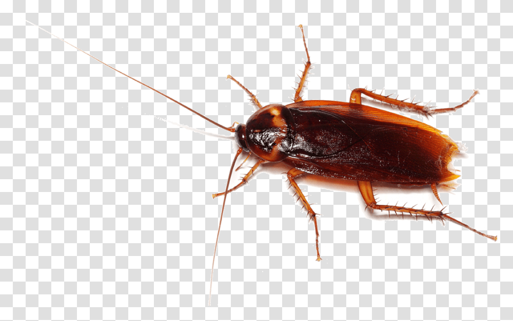 Cockroach Picture To Print, Insect, Invertebrate, Animal Transparent Png