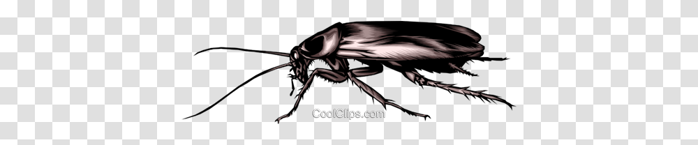 Cockroach Royalty Free Vector Clip Art Illustration, Insect, Invertebrate, Animal, Bird Transparent Png