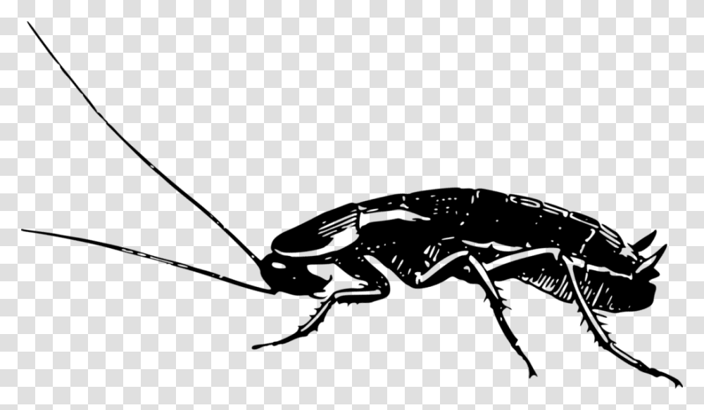 Cockroach Side View German Cockroach Black And White, Insect, Invertebrate, Animal Transparent Png