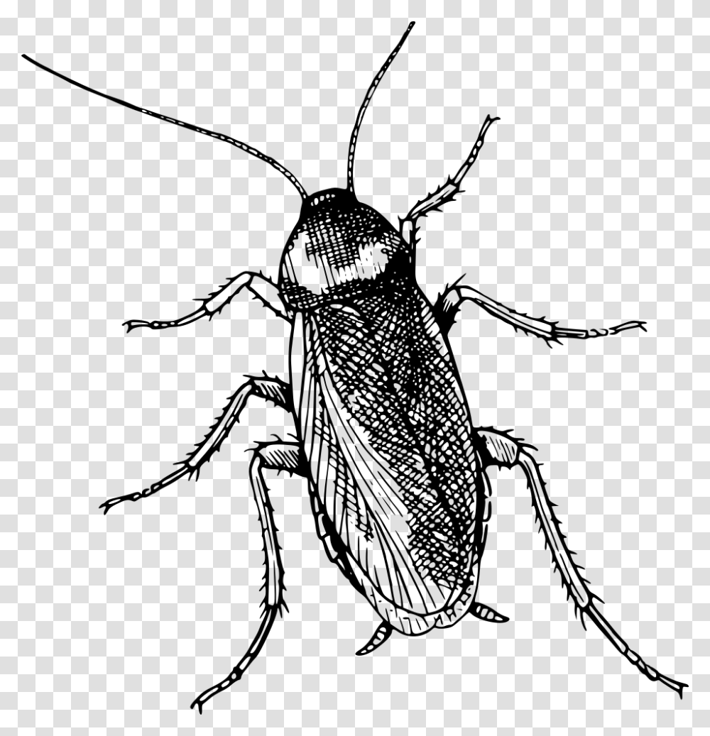 Cockroach Top View Cockroach Clipart Black And White, Gray, World Of Warcraft Transparent Png
