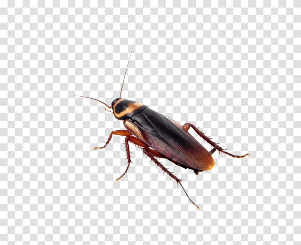 Cockroach Treatment, Insect, Invertebrate, Animal Transparent Png