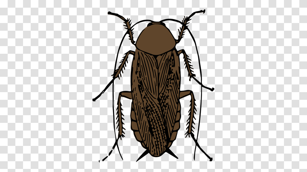 Cockroach Vector Clip Art, Insect, Invertebrate, Animal, Cricket Insect Transparent Png