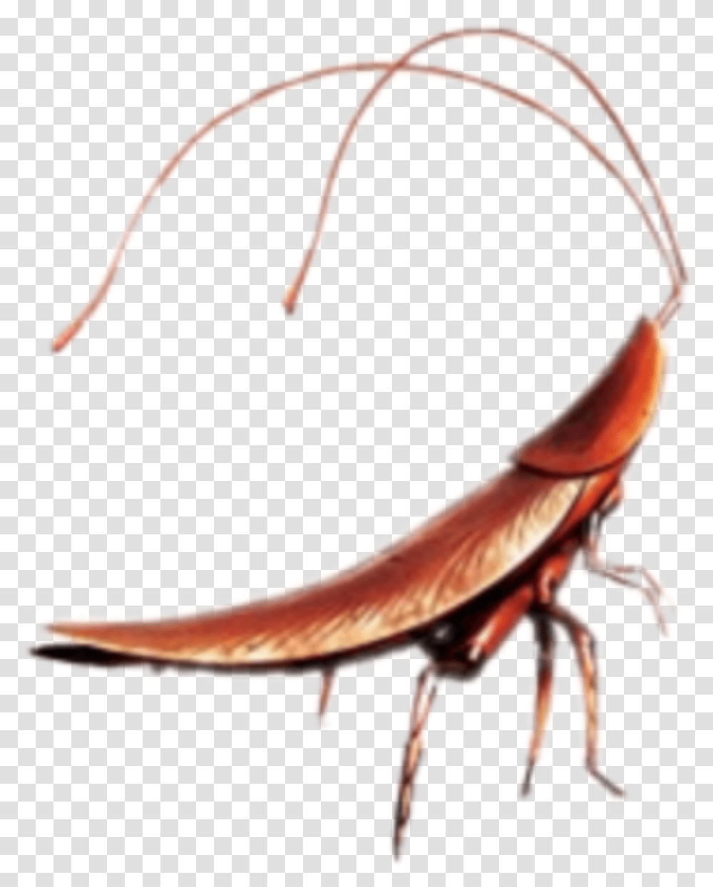 Cockroach Walle Cute Wall E Cockroach, Animal, Invertebrate, Insect, Person Transparent Png
