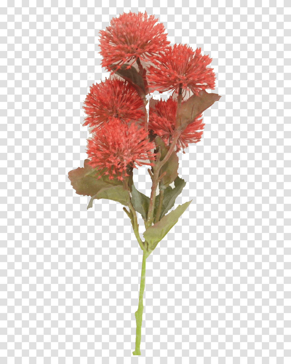 Cockscomb, Plant, Flower, Blossom, Carnation Transparent Png