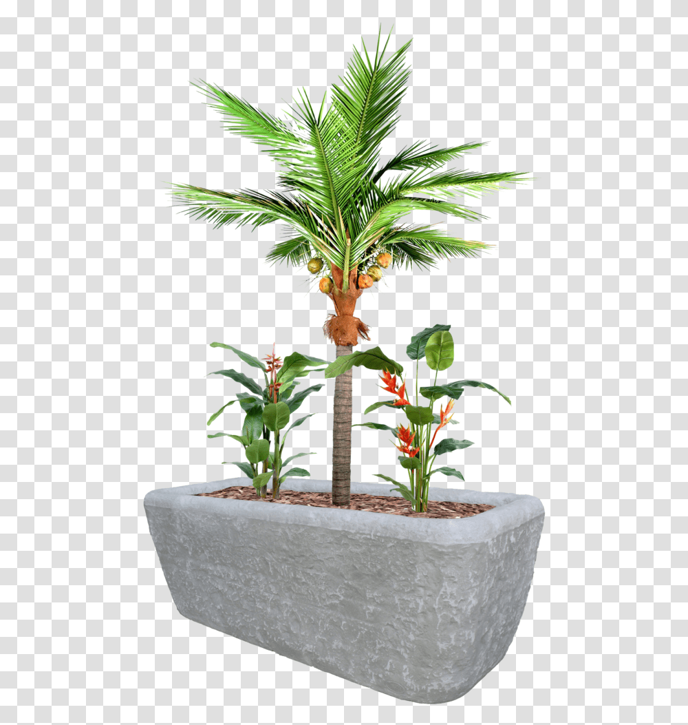 Coco Plante, Tree, Palm Tree, Arecaceae, Flower Transparent Png