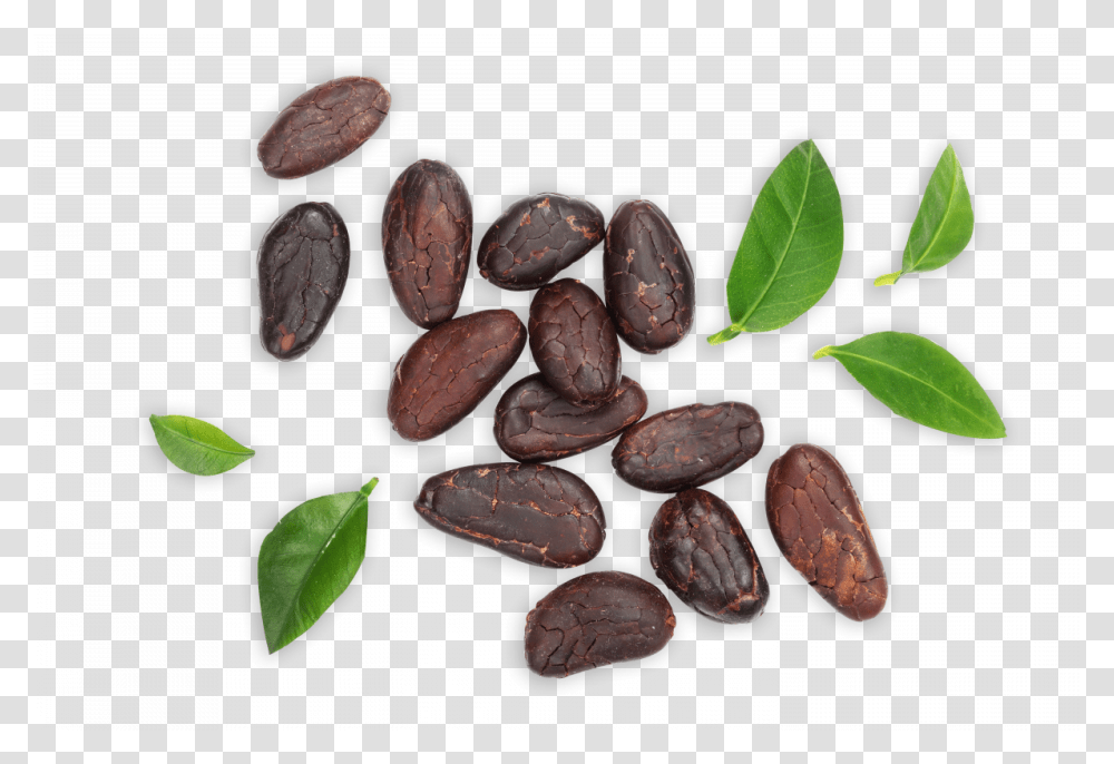 Cocoa Bean, Plant, Food, Fudge, Chocolate Transparent Png