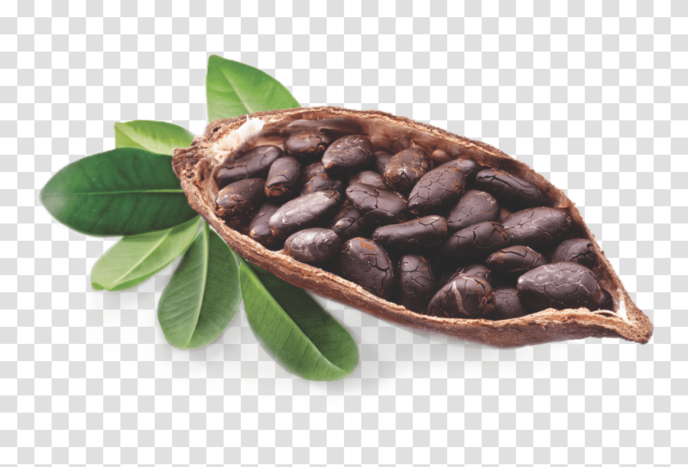 Cocoa Bean Tree Cocoa Butter, Plant, Fudge, Chocolate, Dessert Transparent Png