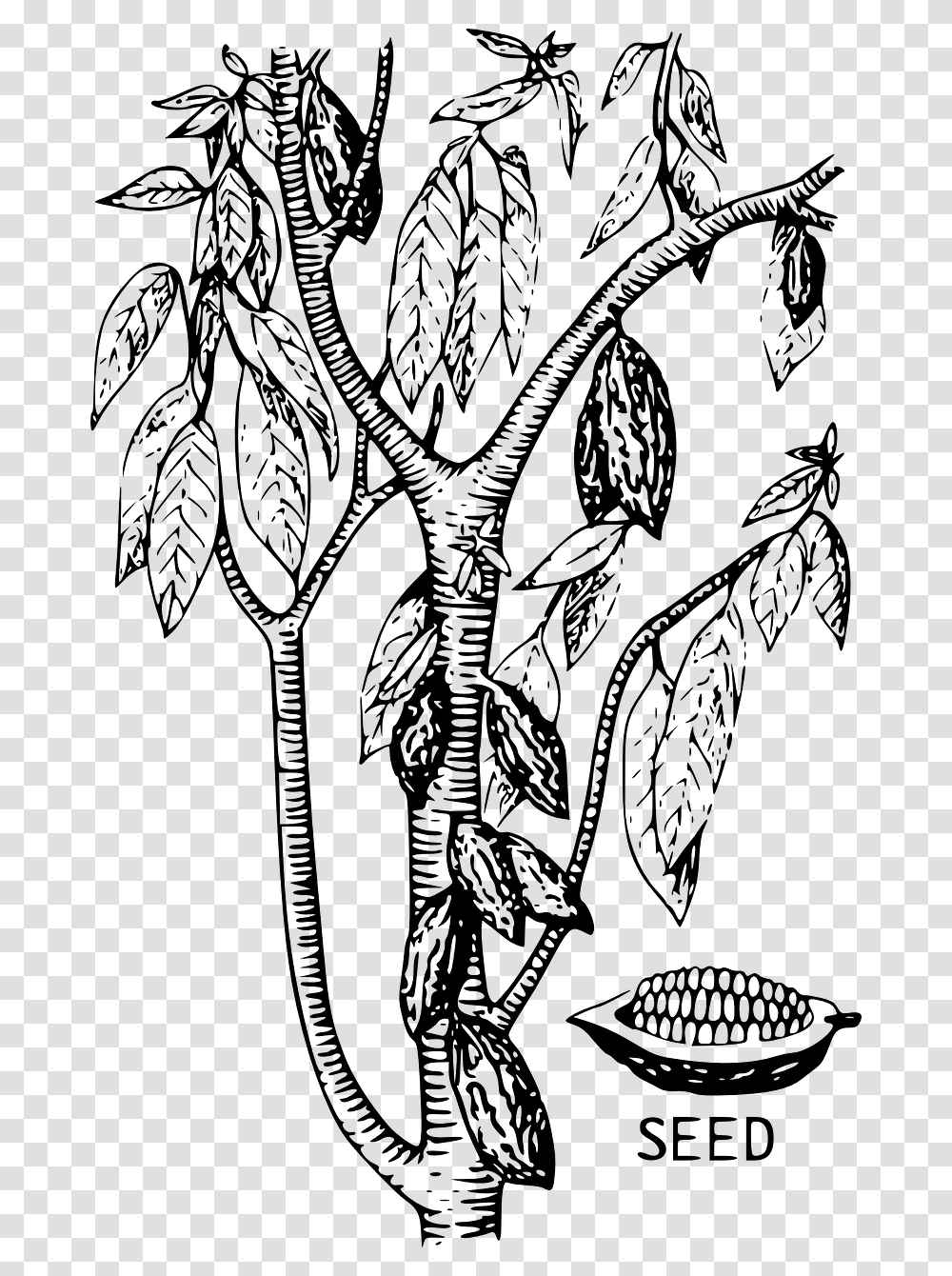 Cocoa Bean Tree Drawing, Gray, World Of Warcraft Transparent Png