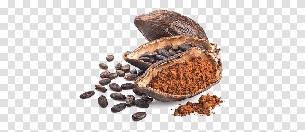 Cocoa For Chocolate, Plant, Vegetable, Food, Nut Transparent Png