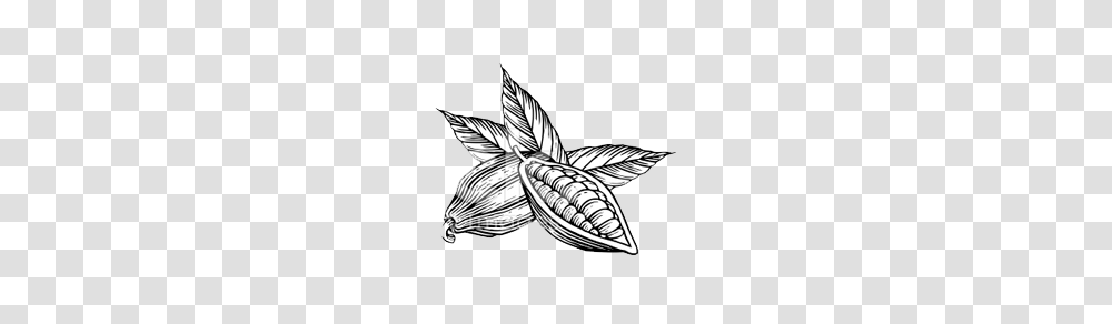 Cocoa Production Process Distribuidora Gymcao C A Productora, Drawing, Sketch, Doodle Transparent Png