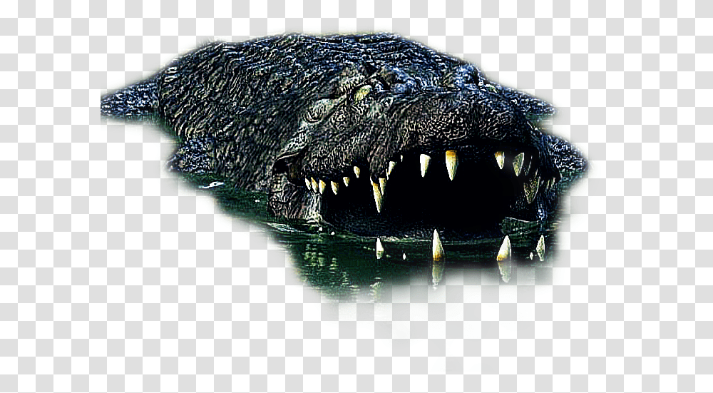 Cocodrilo Crocodile Edit Background Hd, Reptile, Animal, Alligator, Snake Transparent Png