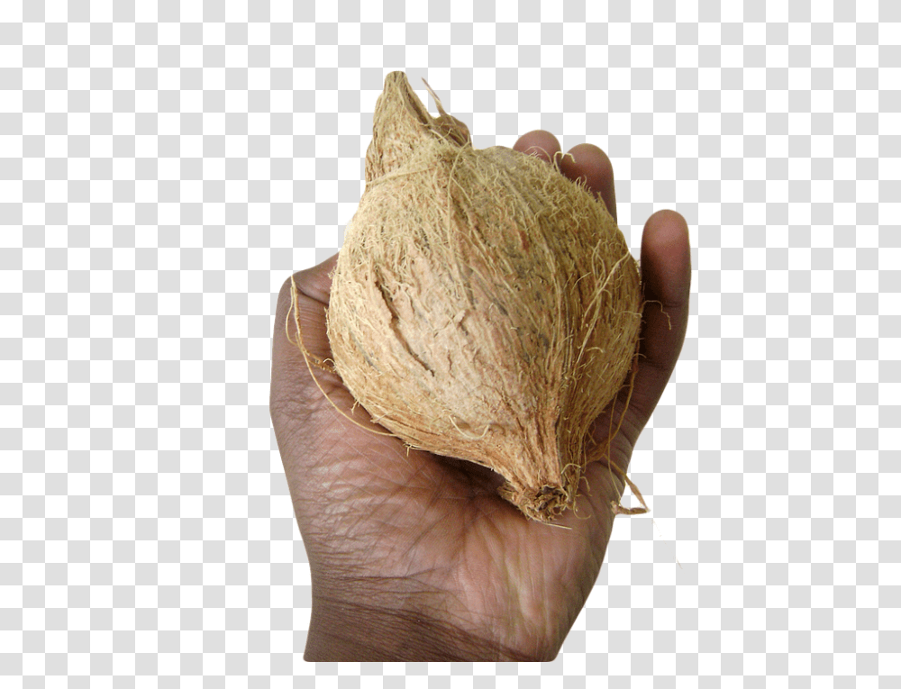 Coconut 960, Fruit, Plant, Vegetable, Food Transparent Png