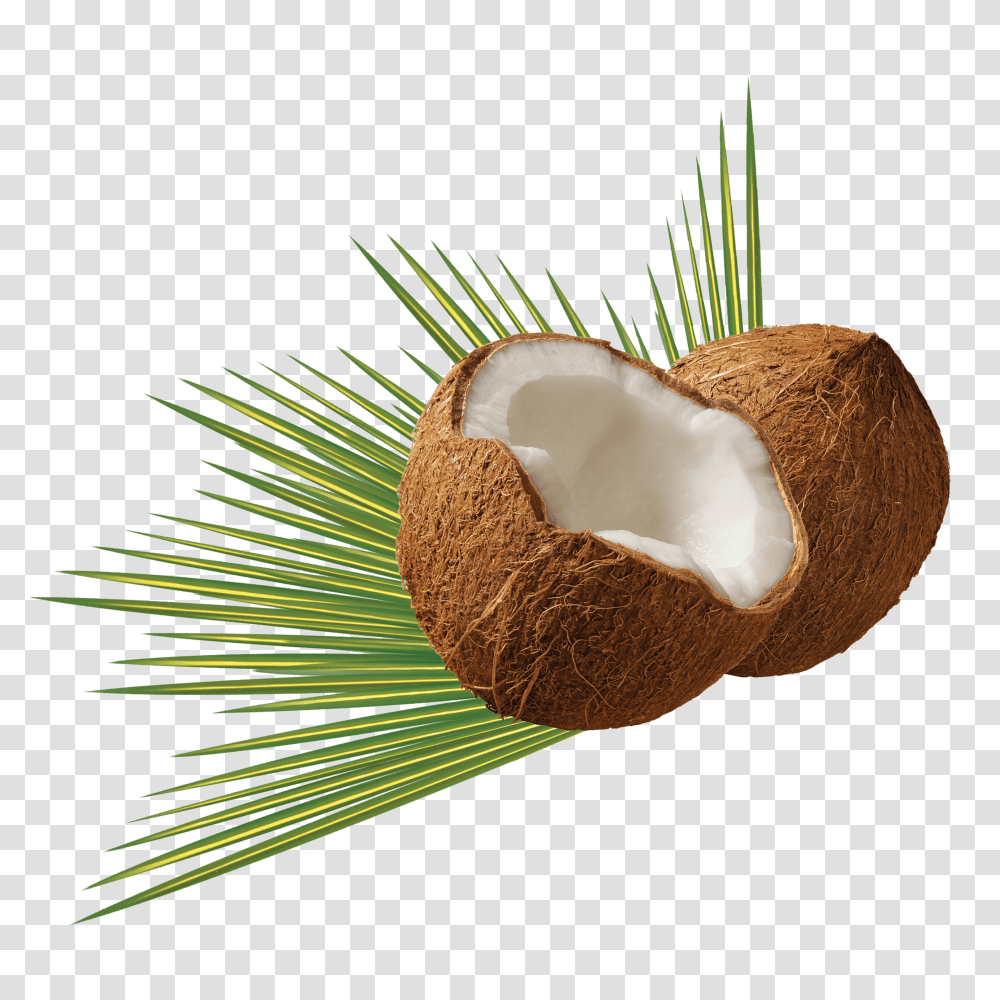 Coconut Clip, Holiday Transparent Png