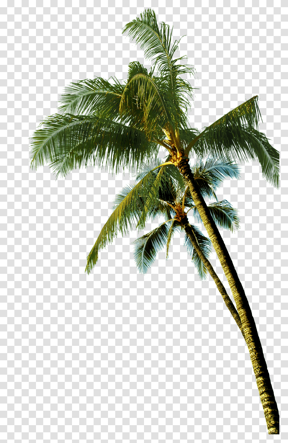 Coconut Asian Palmyra Palm Tree Background Coconut Tree Transparent Png