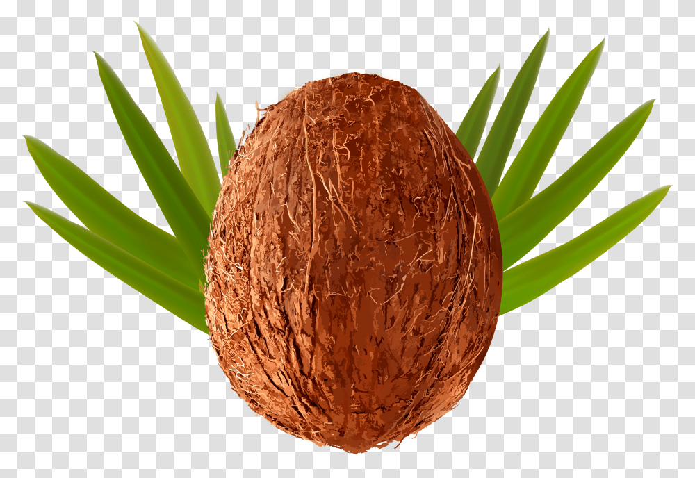 Coconut Clip Art Transparent Png