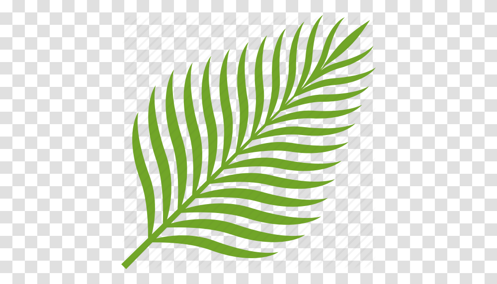 Coconut Food Fruit Leaf Palm Tropical Icon, Plant, Rug, Fern, Pattern Transparent Png
