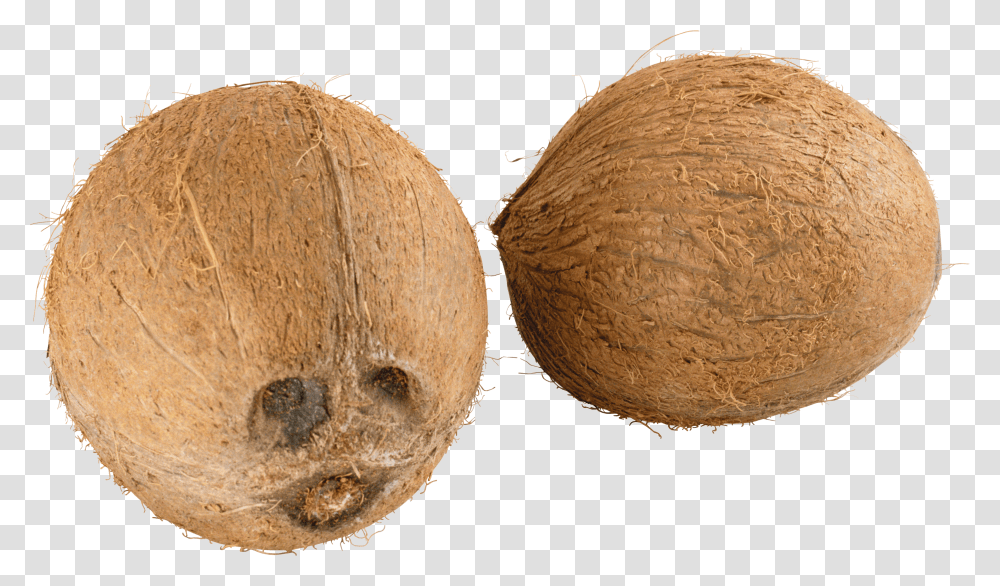 Coconut, Fruit Transparent Png