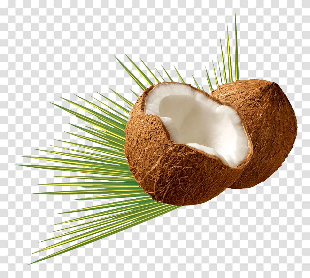 Coconut Image, Fruit, Plant, Food, Vegetable Transparent Png