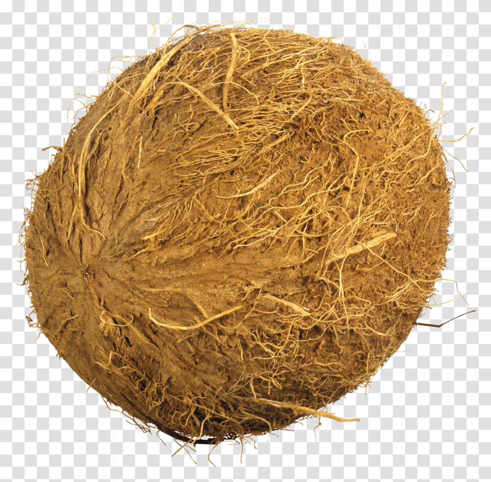 Coconut Image Nariyal Transparent Png