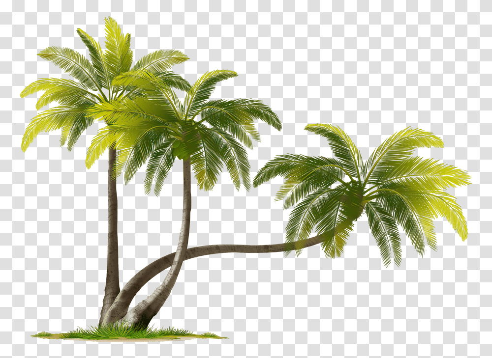 Coconut Images Free Download Real Coconut Tree, Plant, Leaf, Green, Palm Tree Transparent Png