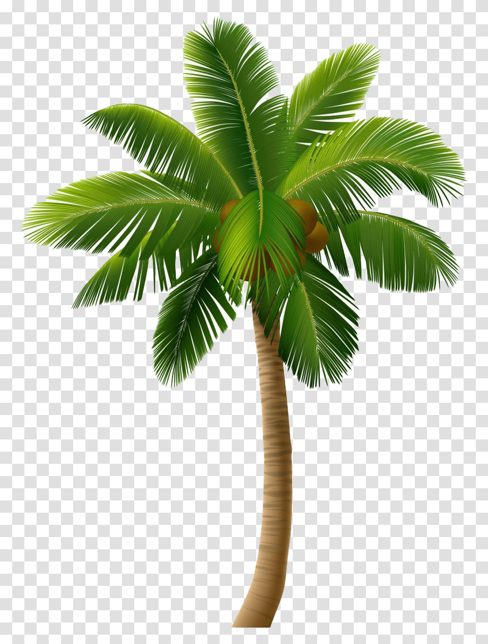 Coconut Images Free Download Real Palm Tree Vector Graphics, Plant, Arecaceae Transparent Png