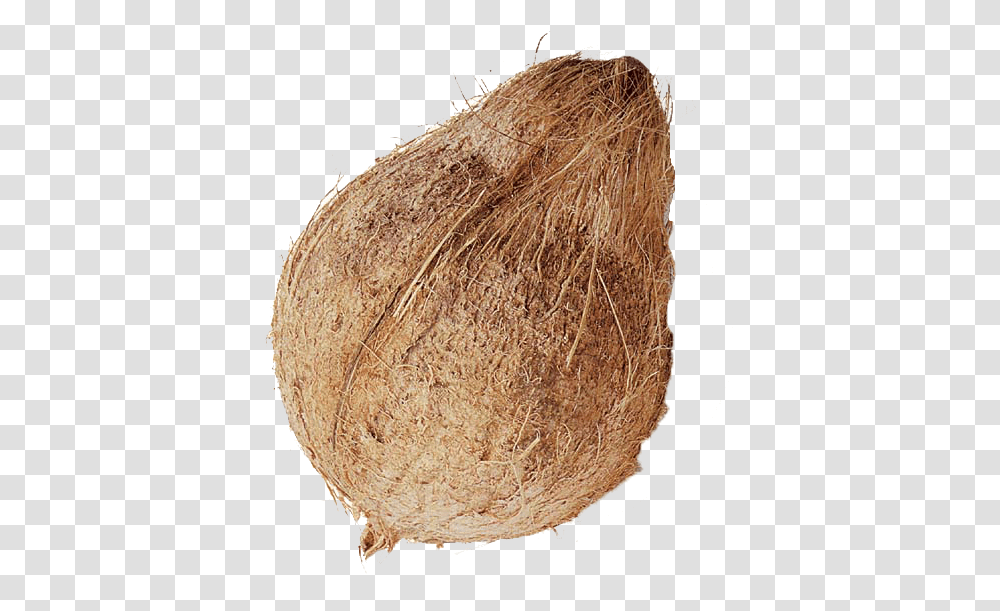 Coconut Images Hd, Plant, Vegetable, Food, Fruit Transparent Png