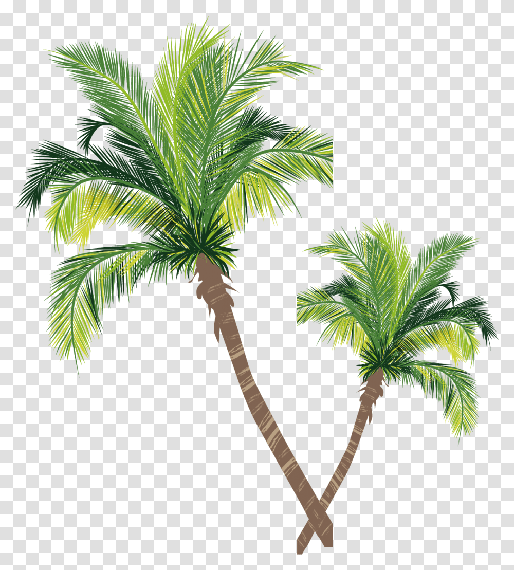 Coconut Material Tree Euclidean Vector Palm Asian Clipart Adobe Illustrator Palm Tree, Plant, Arecaceae Transparent Png