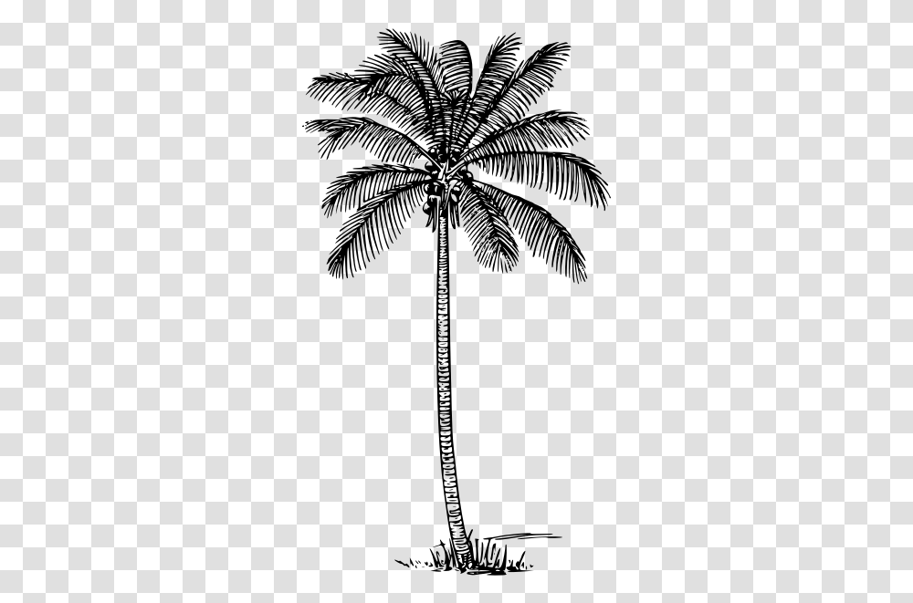 Coconut Palm Coconut Tree Outline, Gray, World Of Warcraft, Halo Transparent Png