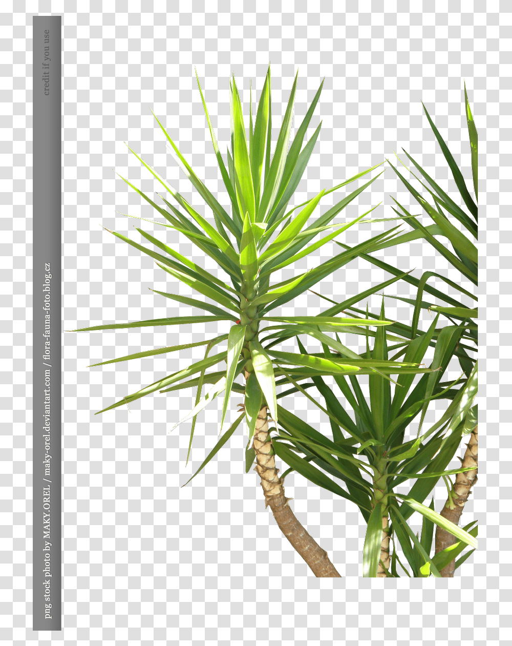 Coconut Palm Tree For Pond Pine, Plant, Conifer, Agavaceae, Fir Transparent Png