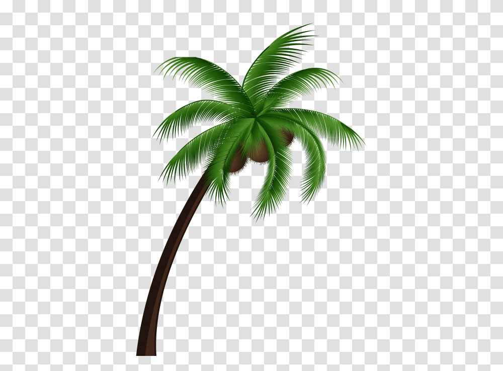 Coconut Palm Tree, Plant, Arecaceae, Green, Leaf Transparent Png