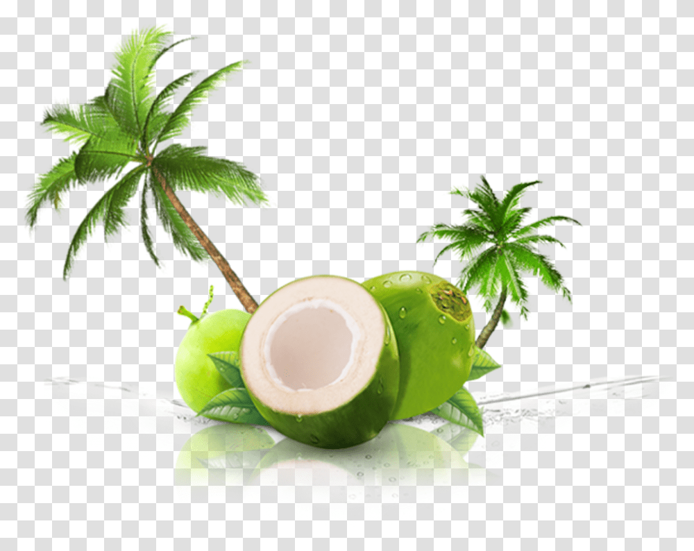 Coconut, Plant, Fruit, Food, Egg Transparent Png