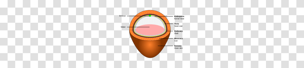 Coconut, Plant, Tape, Seed, Grain Transparent Png