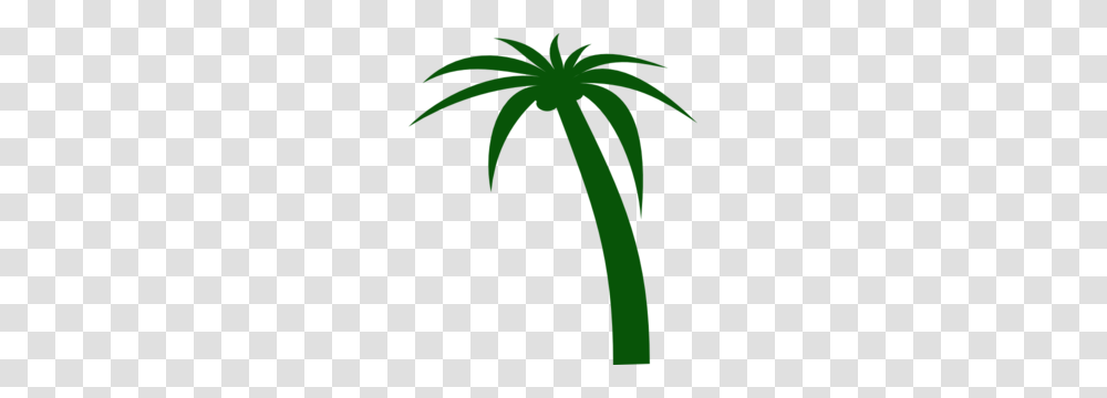 Coconut, Plant, Tree, Palm Tree, Arecaceae Transparent Png