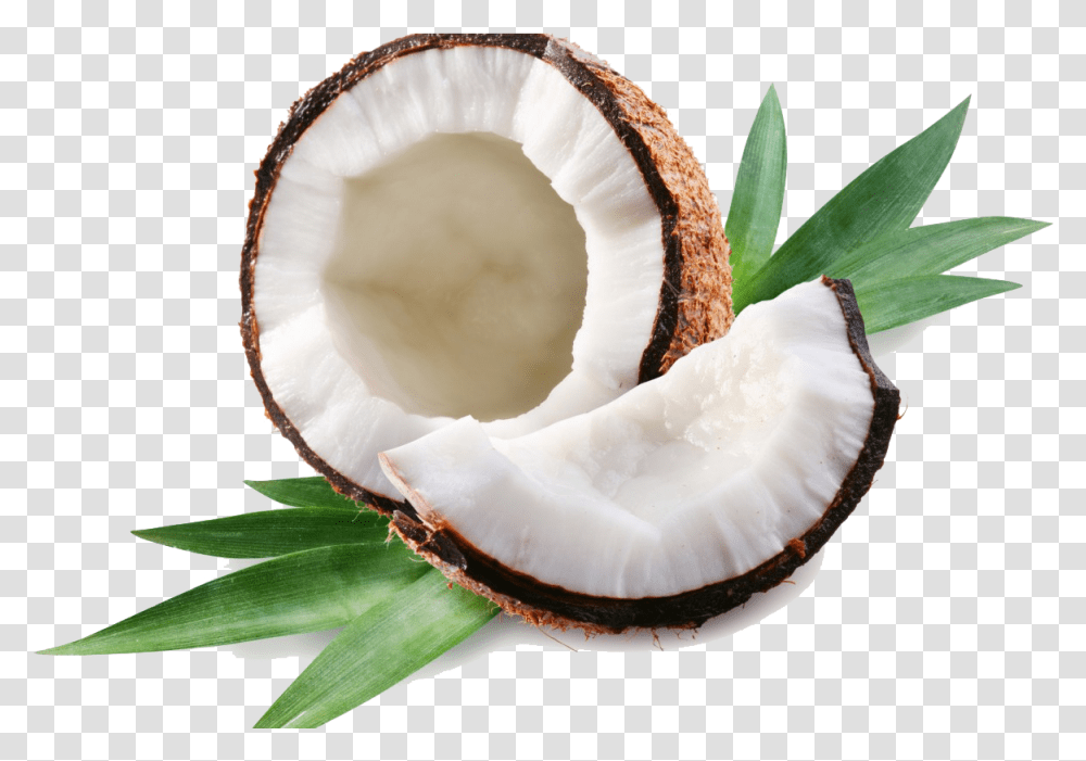 Coconut, Plant, Vegetable, Food, Fruit Transparent Png