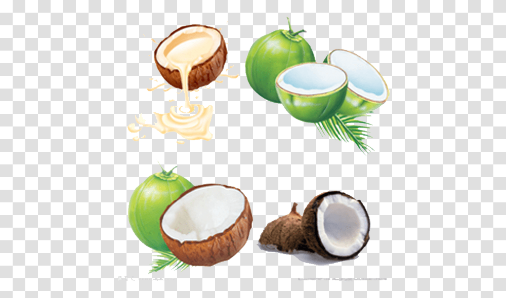 Coconut, Plant, Vegetable, Food, Fruit Transparent Png