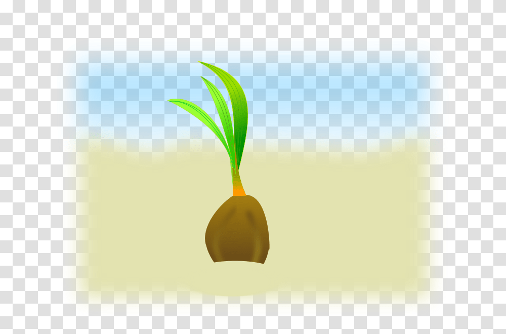 Coconut Seed, Nature, Plant, Vegetable, Food Transparent Png