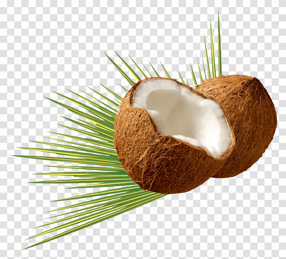 Coconut Transparent Png