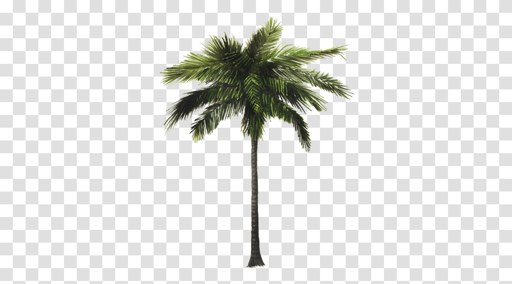Coconut Tree 3d Model, Palm Tree, Plant, Arecaceae, Annonaceae Transparent Png