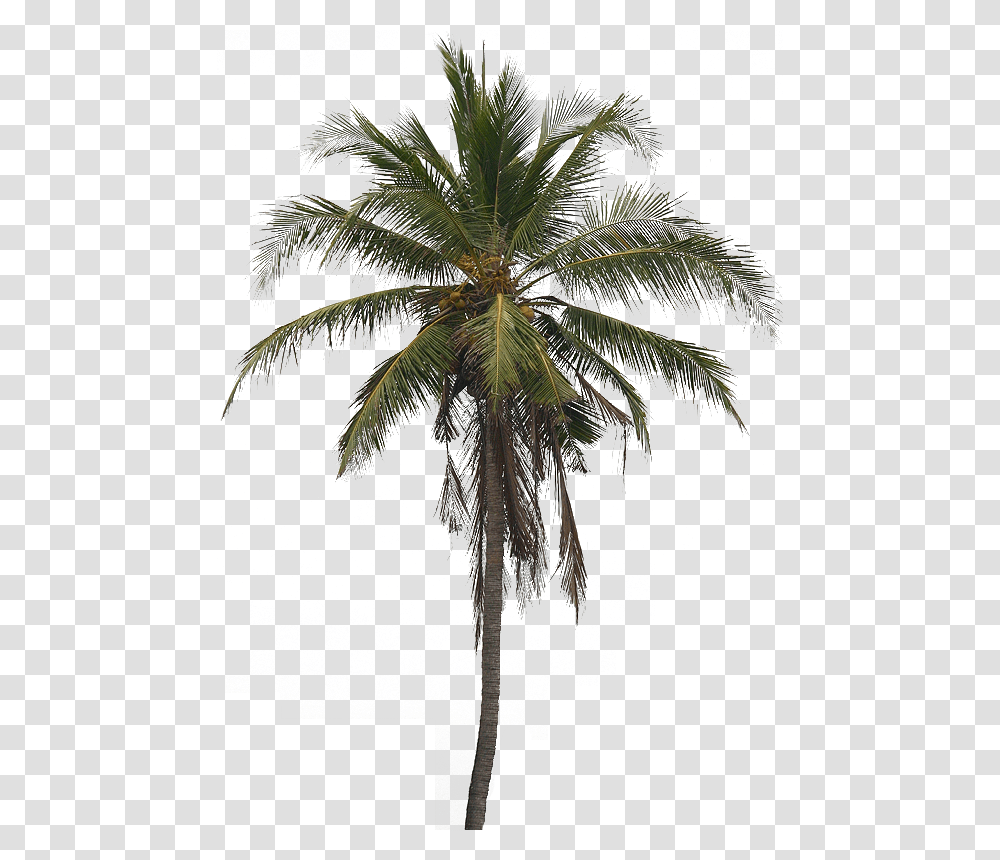 Coconut Tree Arecaceae Clip Art Real Coconut Tree, Plant, Palm Tree Transparent Png