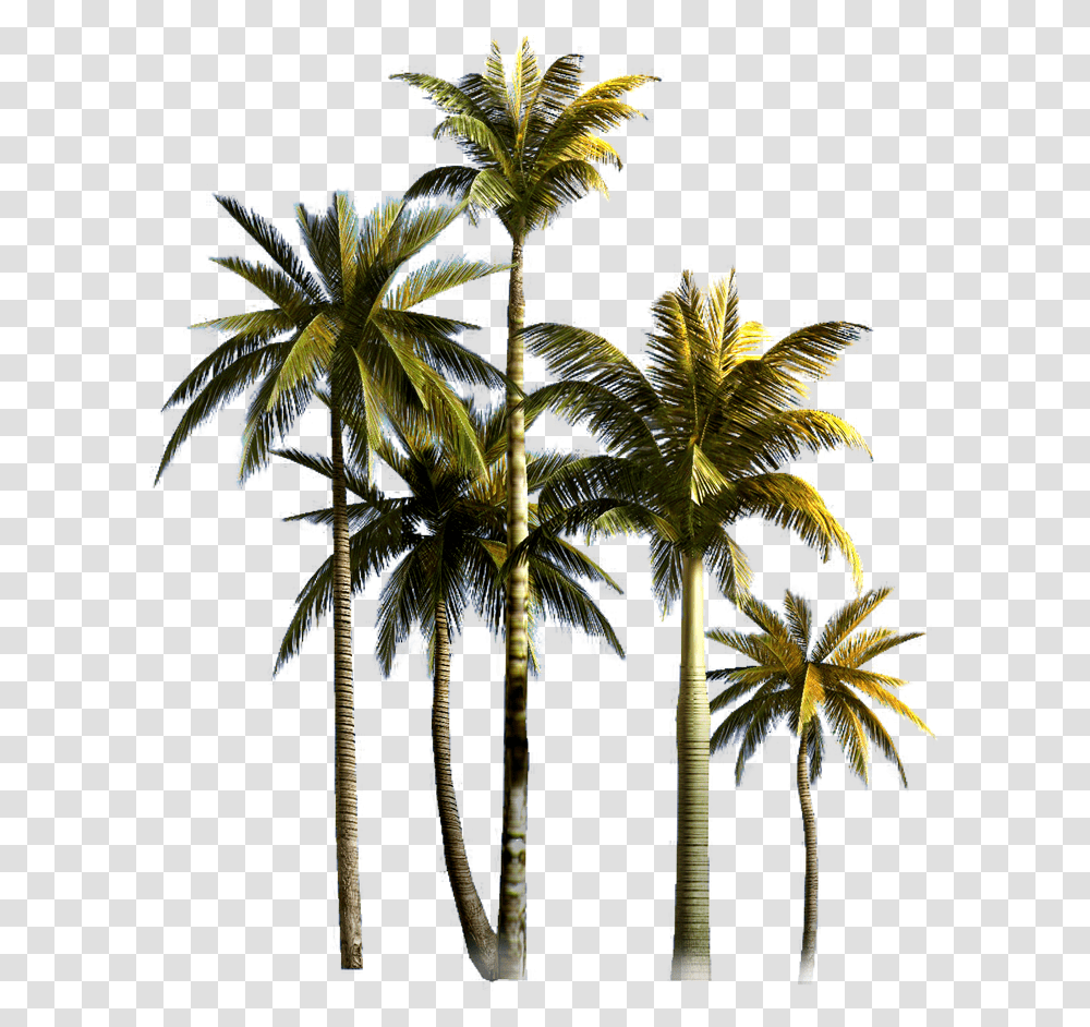 Coconut Tree Background Image Palm Tree Hd, Plant, Arecaceae, Tropical, Pattern Transparent Png