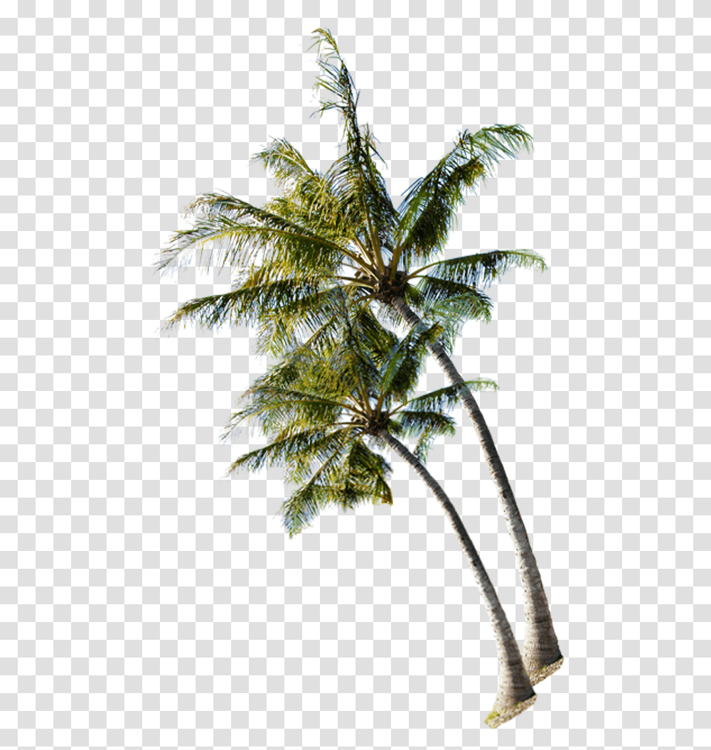 Coconut Tree Beach, Plant, Pattern, Fractal, Ornament Transparent Png