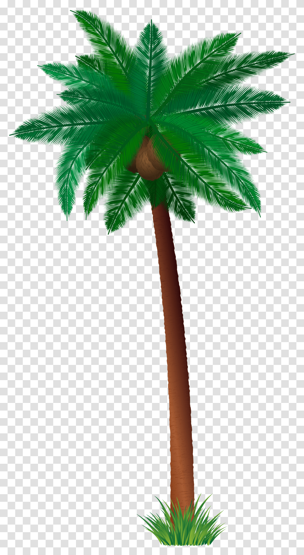 Coconut Tree Borassus Flabellifer, Plant, Palm Tree, Leaf, Green Transparent Png