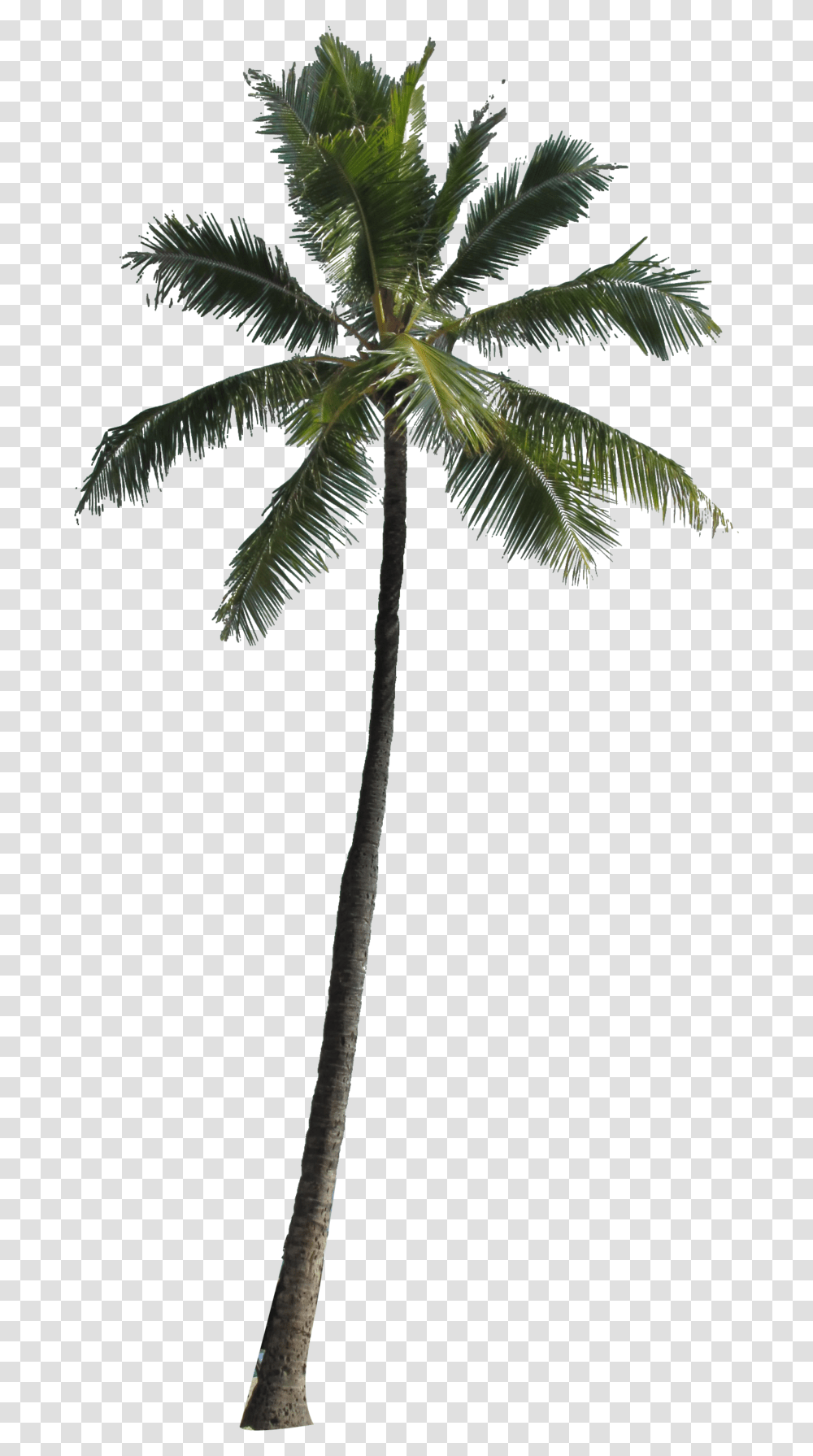 Coconut Tree Clipart Background Palm Tree, Plant, Arecaceae, Bird, Animal Transparent Png