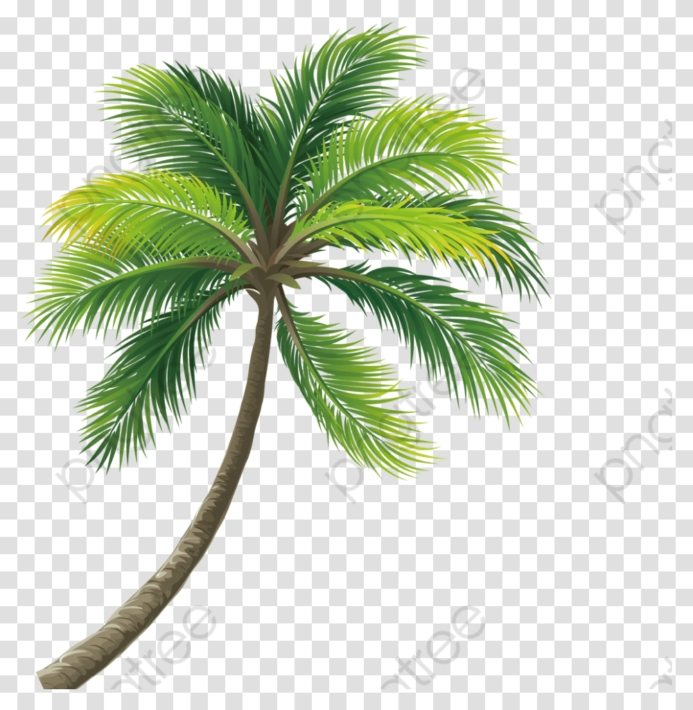Coconut Tree Clipart Real Coconut Tree Coconut Tree, Palm Tree, Plant, Arecaceae, Leaf Transparent Png
