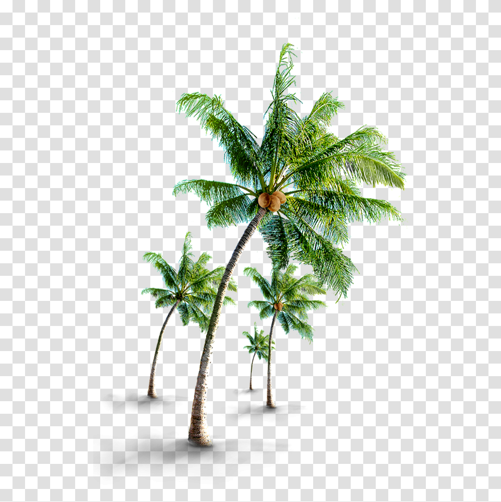 Coconut Tree Coconut Tree Images Hd, Plant, Palm Tree, Leaf, Potted Plant Transparent Png